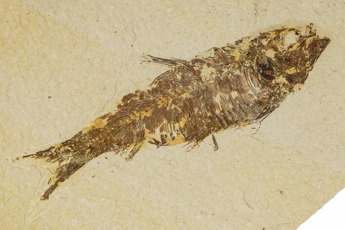 Detailed Fossil Fish (Knightia) - Wyoming #186457